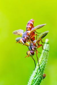 alergias y picaduras de insectos