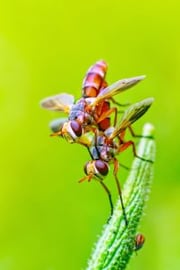 alergias y picaduras de insectos