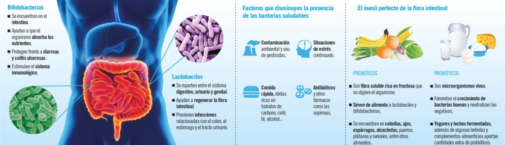 Bacterias beneficiosas para nuestro organismo