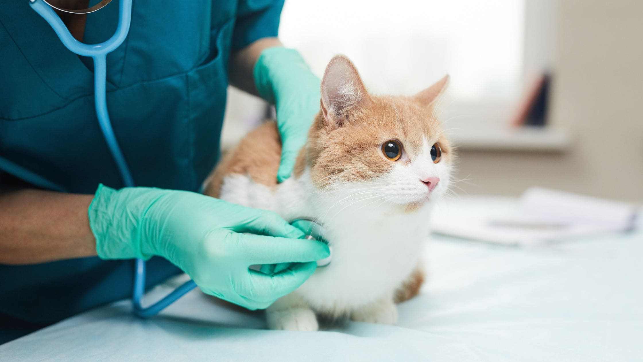 Veterinario examina enfermedades en las mascotas