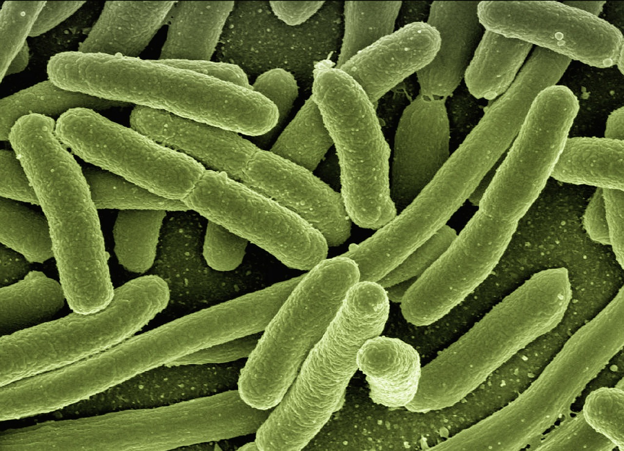 Bacterias beneficiosas para nuestro organismo