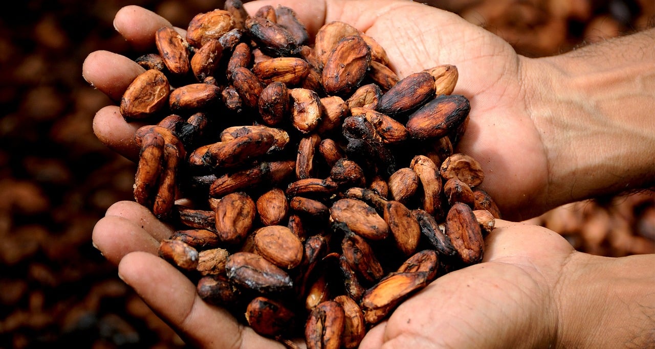 propiedades cacao salud